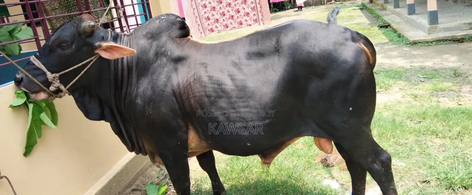 কোরবানির জন্য দেশী শাহিওয়াল ষাড়।