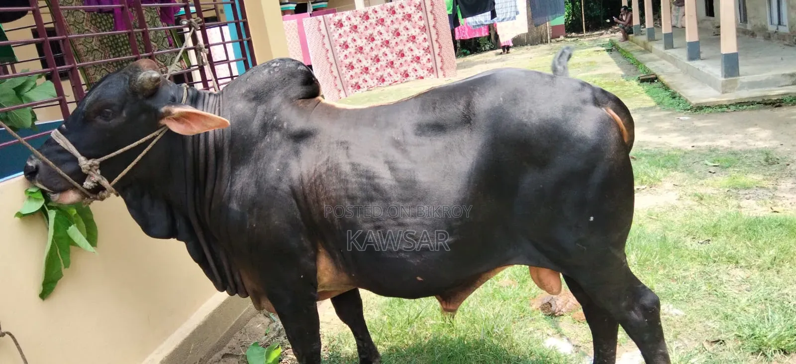কোরবানির জন্য দেশী শাহিওয়াল ষাড়।