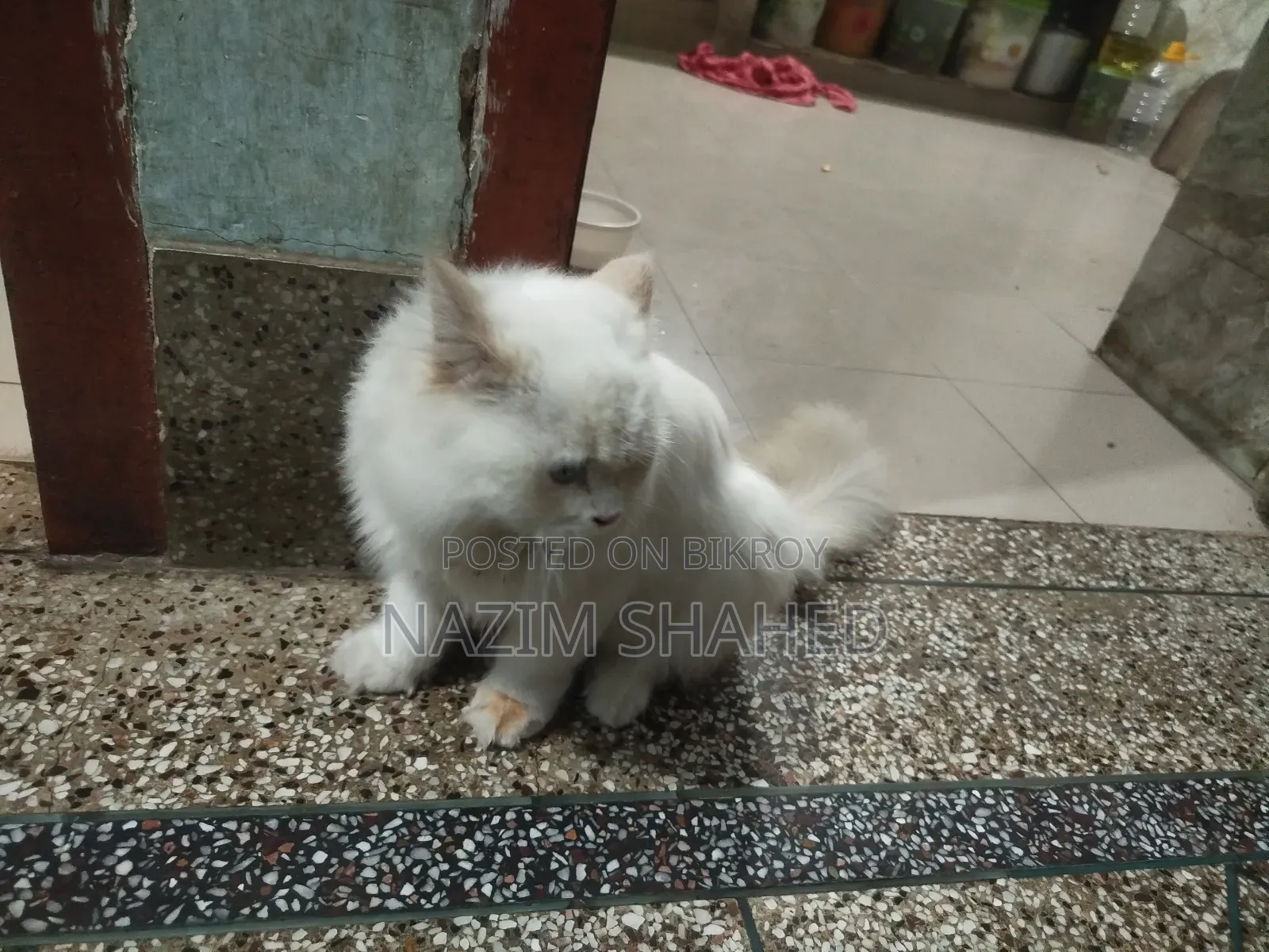 6-12 Months Female Purebred Persian