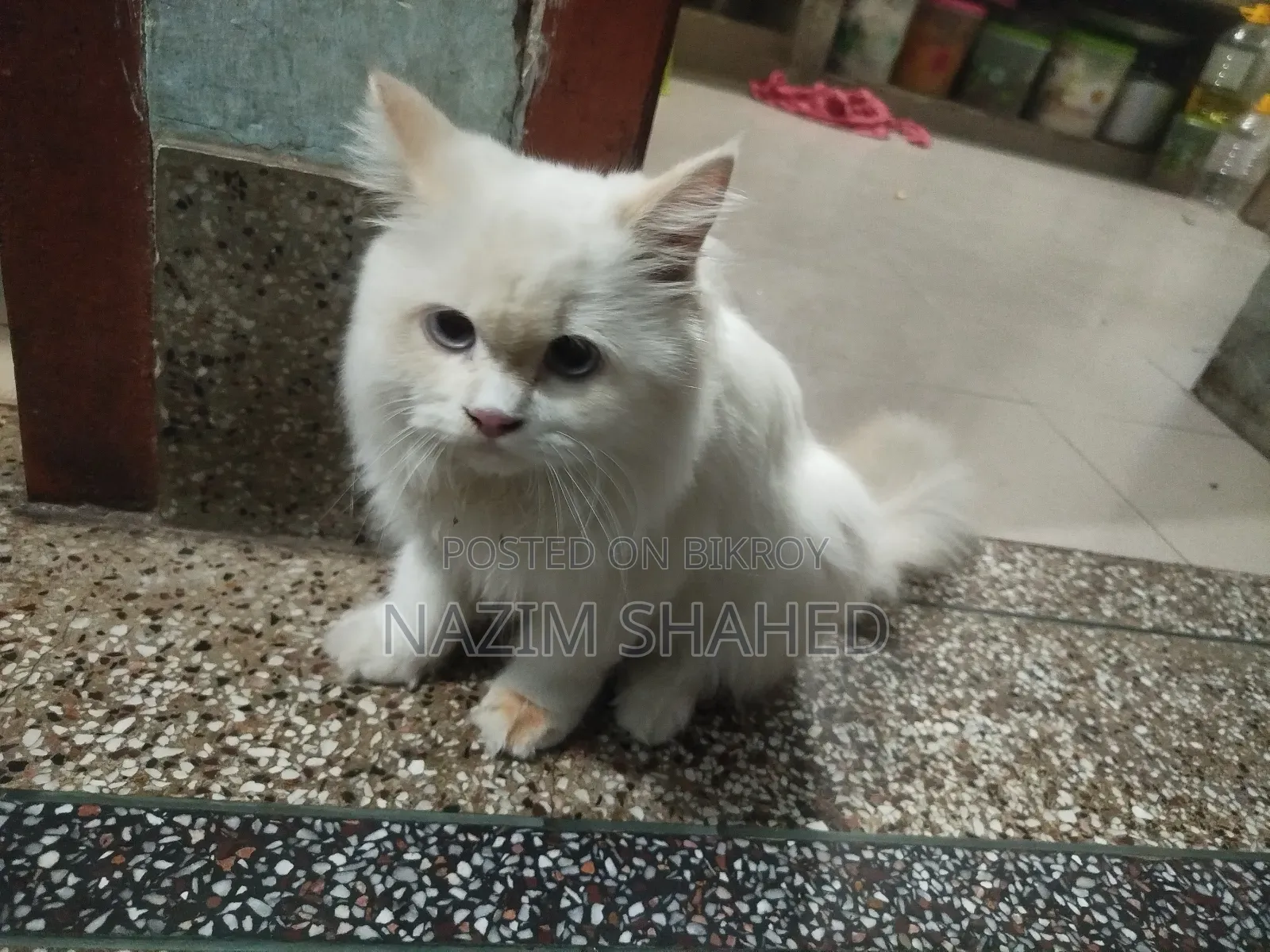 6-12 Months Female Purebred Persian