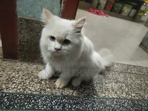 6-12 Months Female Purebred Persian