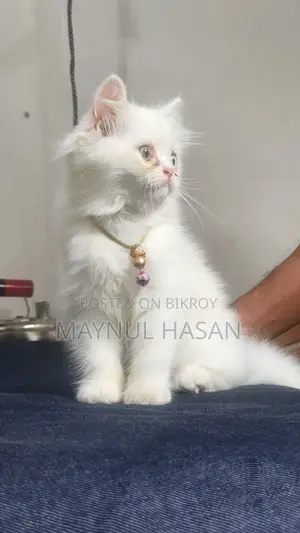 ১-৩ মাস বয়সী পুরুষ পিওরব্রেড পার্সিয়ান