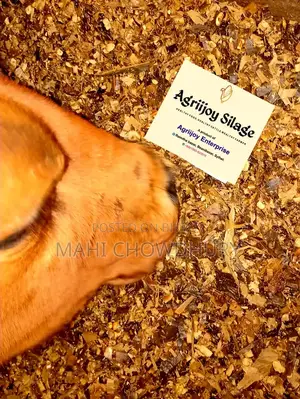 Corn Pit Silage (AgriJoy Silage)
