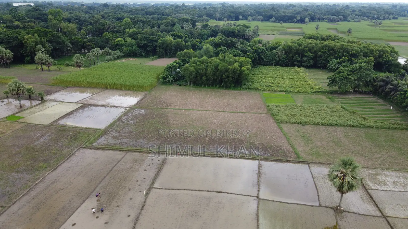 Over 10 Bighas of Land for Sale Adjacent to Khulna-Satkhira Highway
