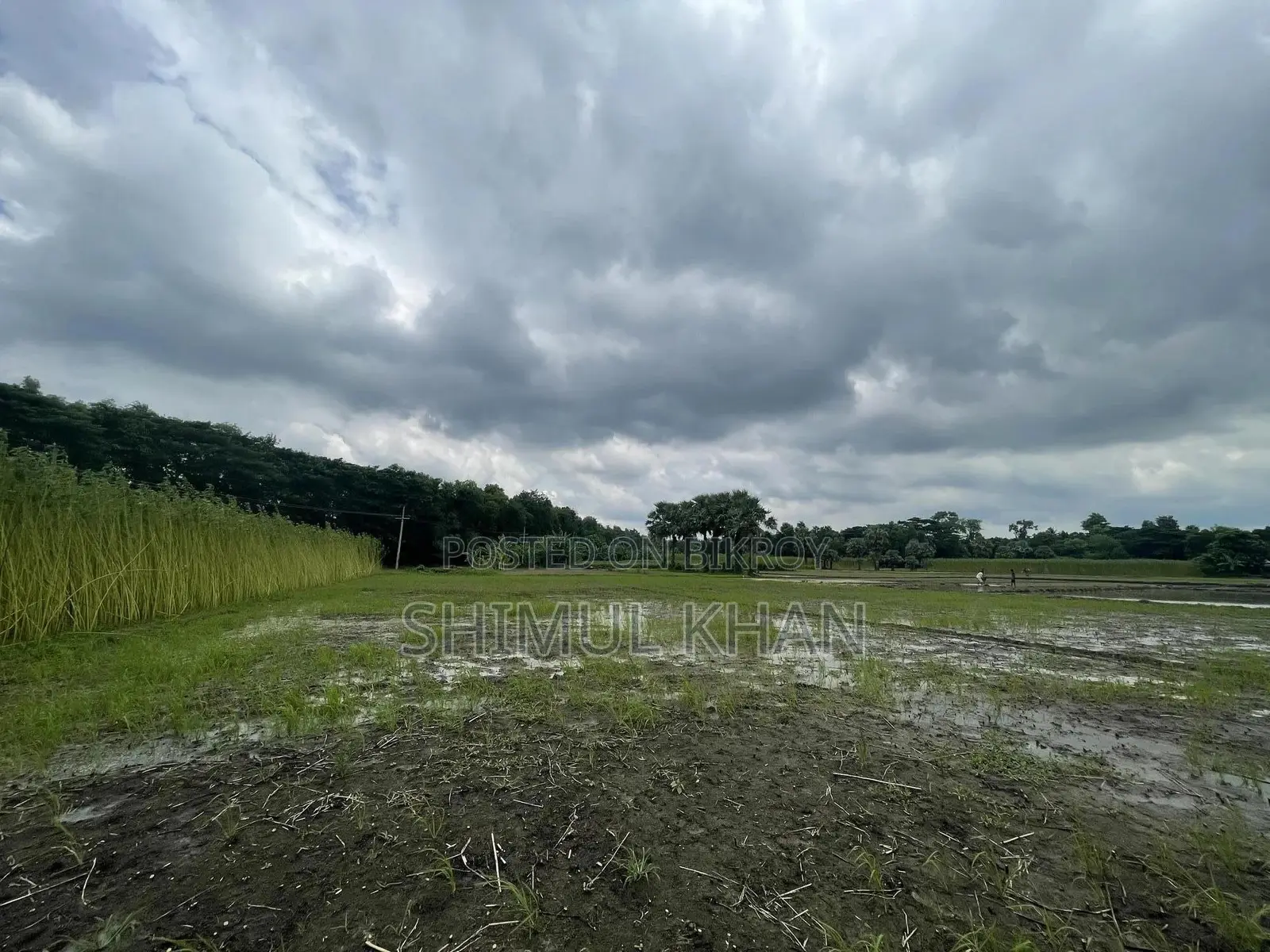 Over 10 Bighas of Land for Sale Adjacent to Khulna-Satkhira Highway