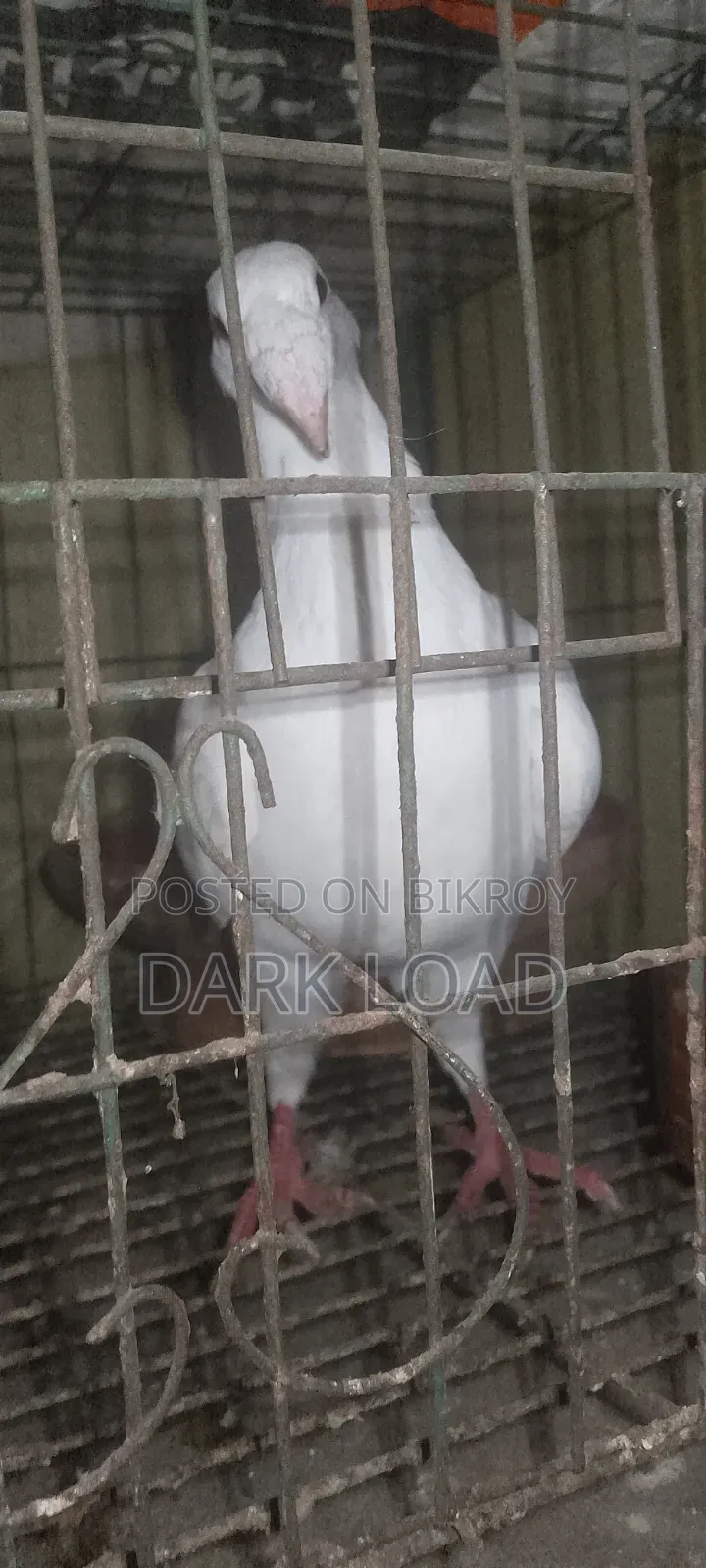Spanish White Beauty Homa