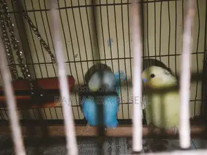 Budgie Birds