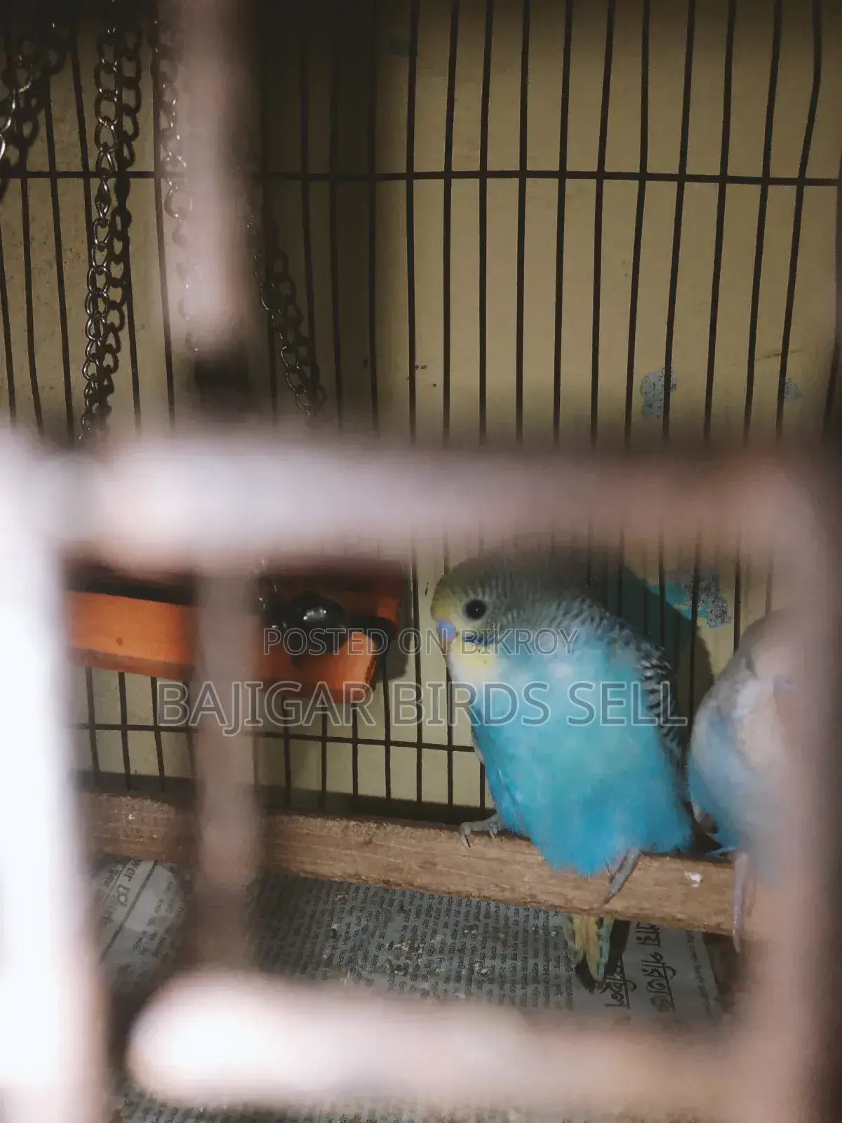 Budgie Birds
