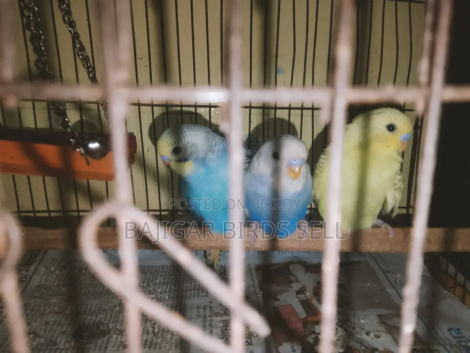 Budgie Birds