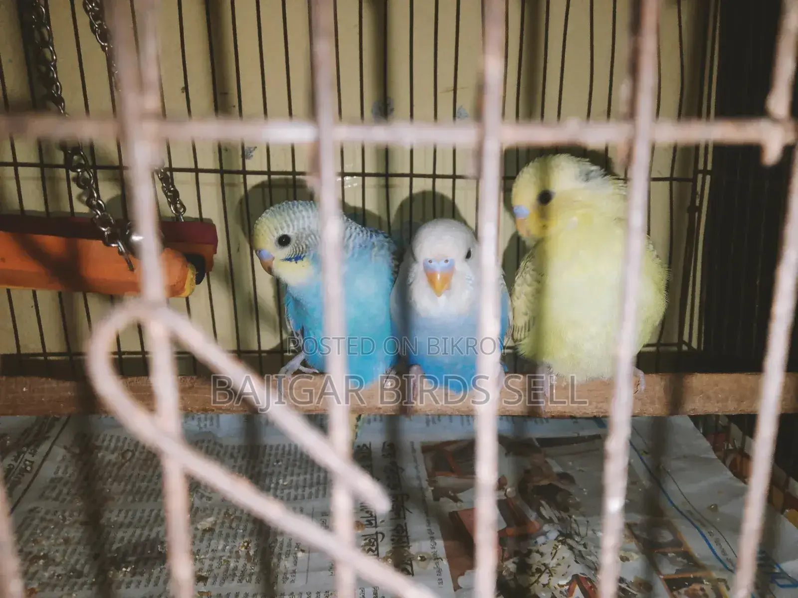 Budgie Birds