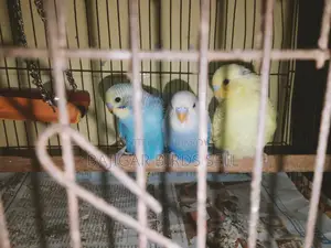 Budgie Birds