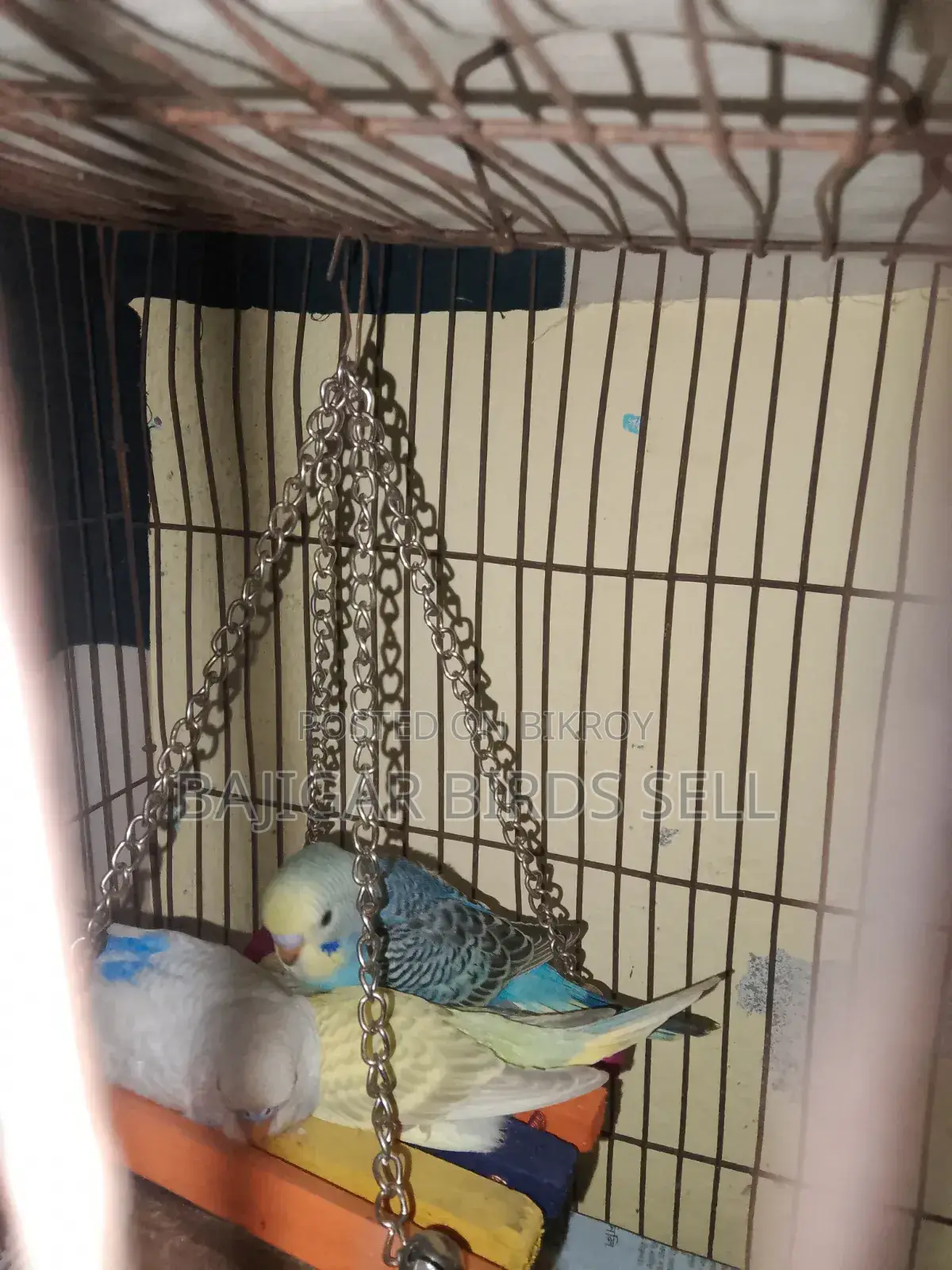 Budgie Birds