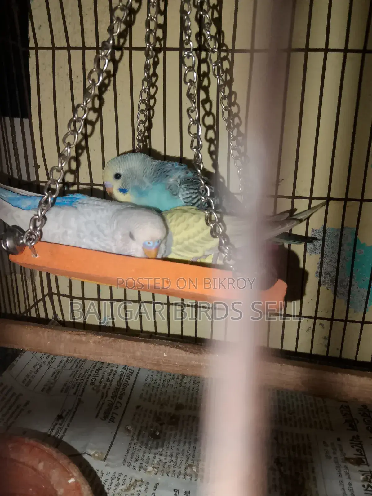 Budgie Birds