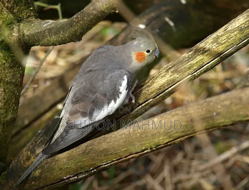 Cockatiel Bird Grey