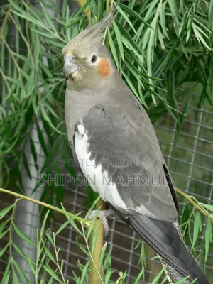 Cockatiel Bird Grey
