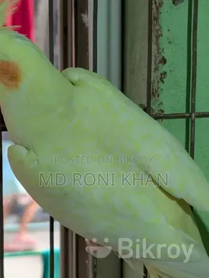 Cockatiel Bird