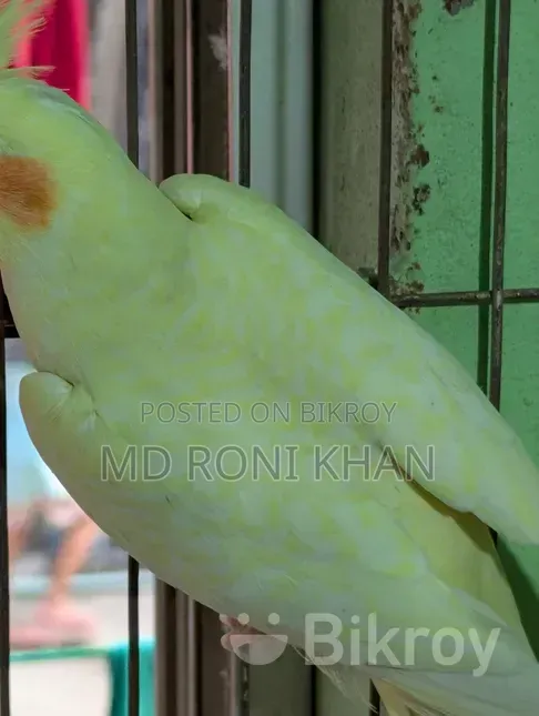 Cockatiel Bird