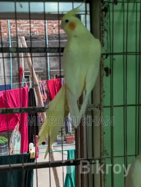 Cockatiel Bird
