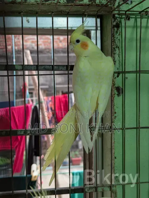 Cockatiel Bird
