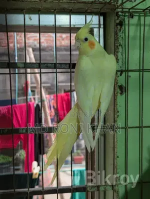 Cockatiel Bird