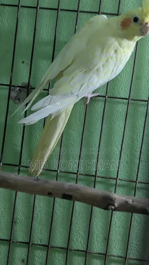 Cockatiel Bird