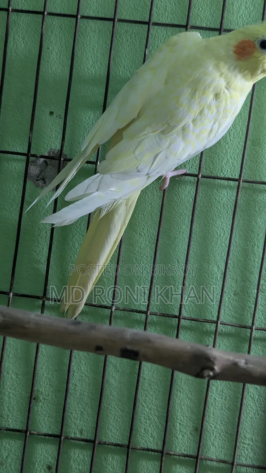 Cockatiel Bird