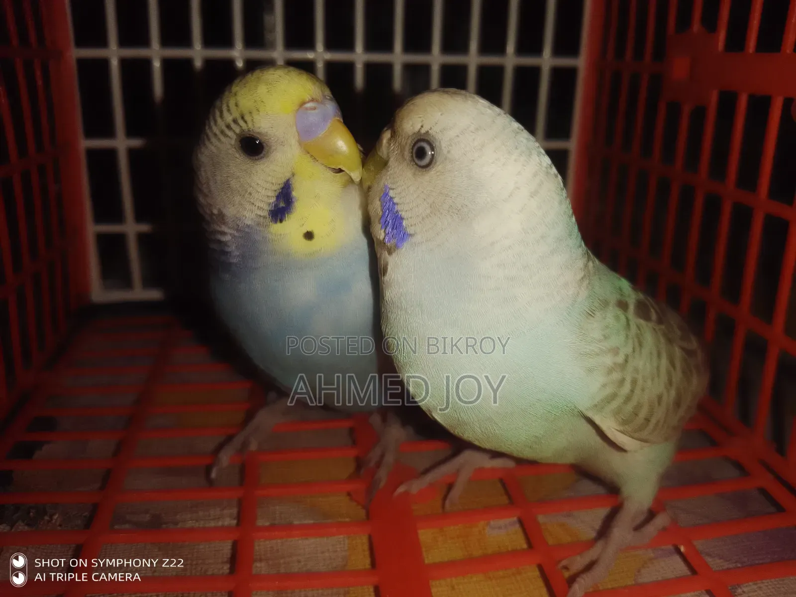 Budgie Bird