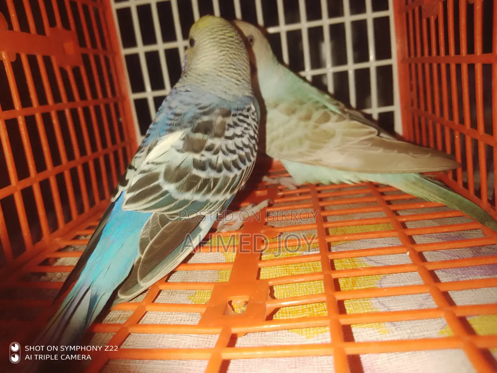 Budgie Bird
