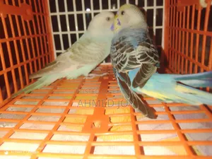 Budgie Bird