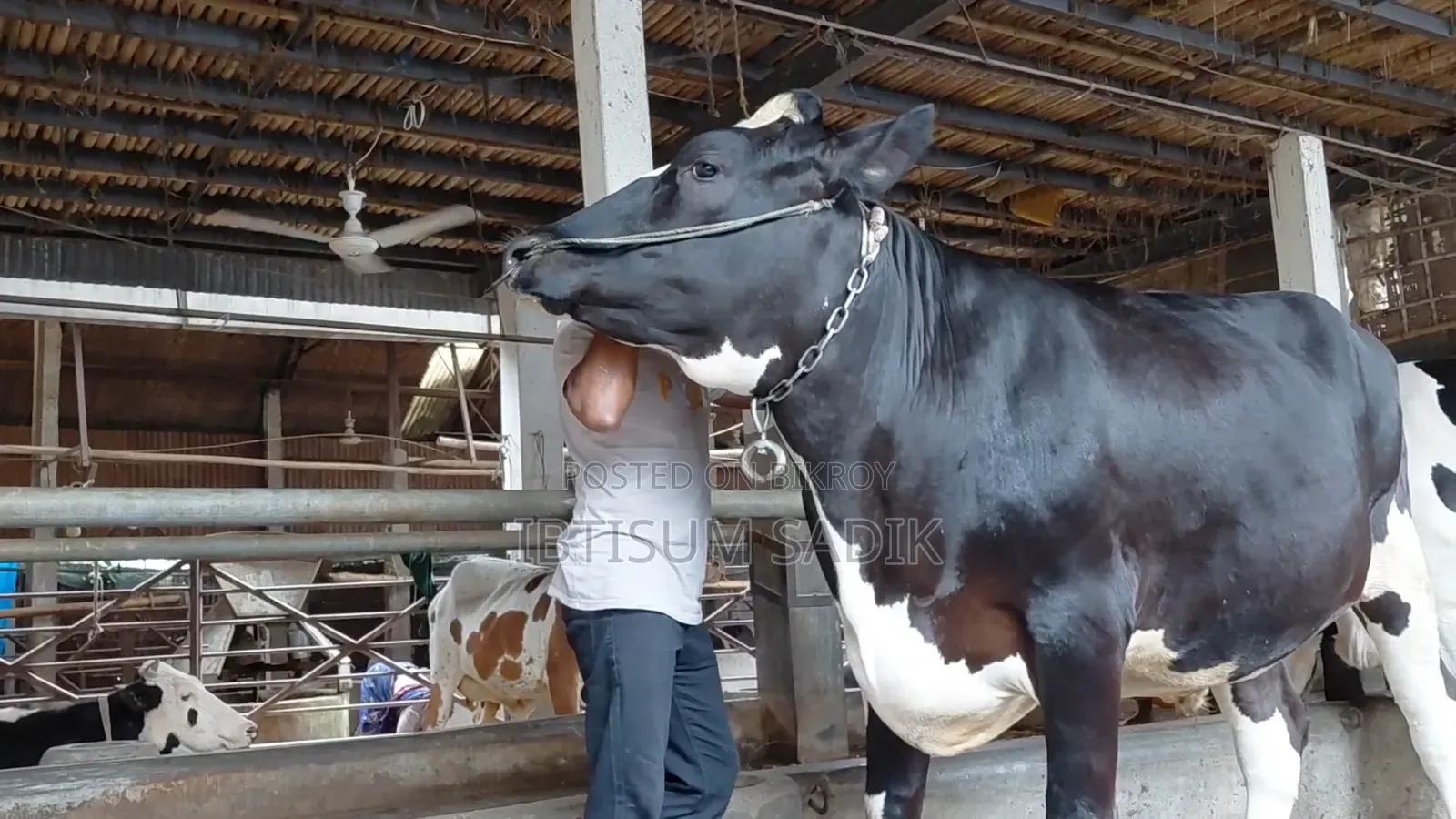 Friesian Bull