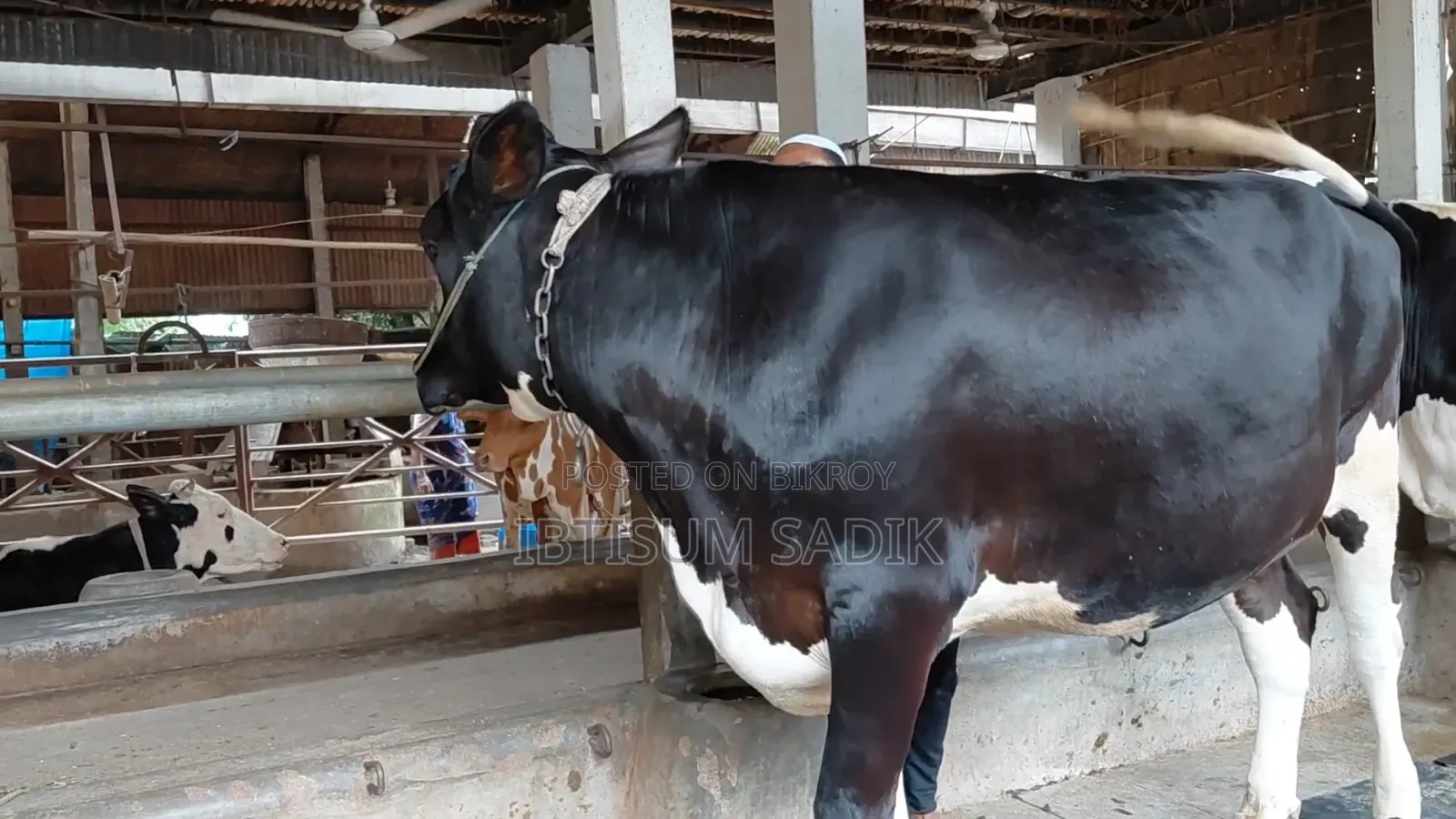 Friesian Bull