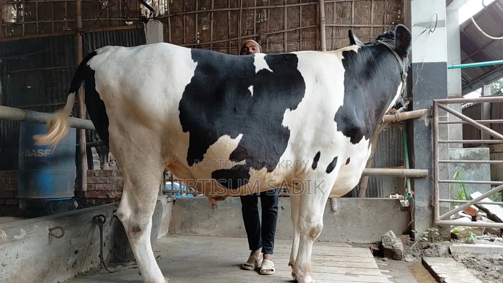Friesian Bull