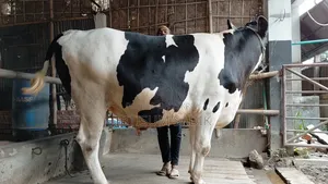 Friesian Bull