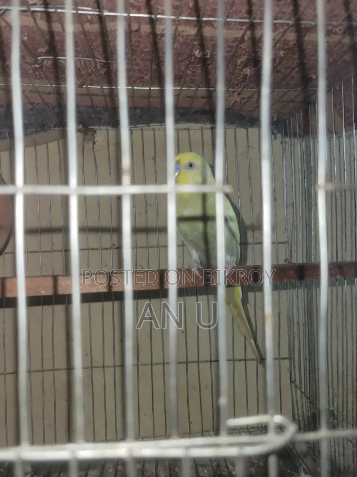 বাজরিগার পাখি