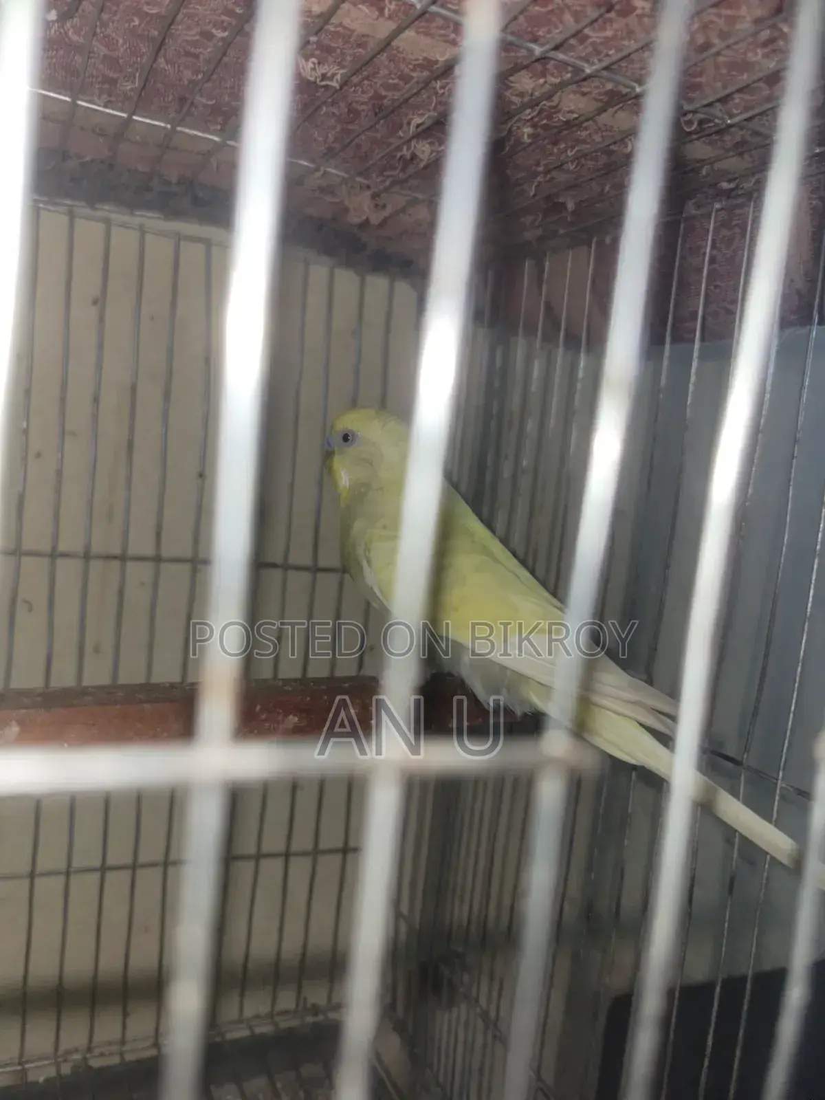 বাজরিগার পাখি