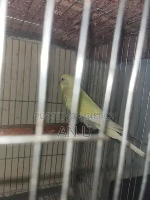 বাজরিগার পাখি