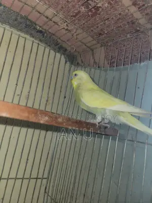 বাজরিগার পাখি