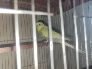 বাজরিগার পাখি