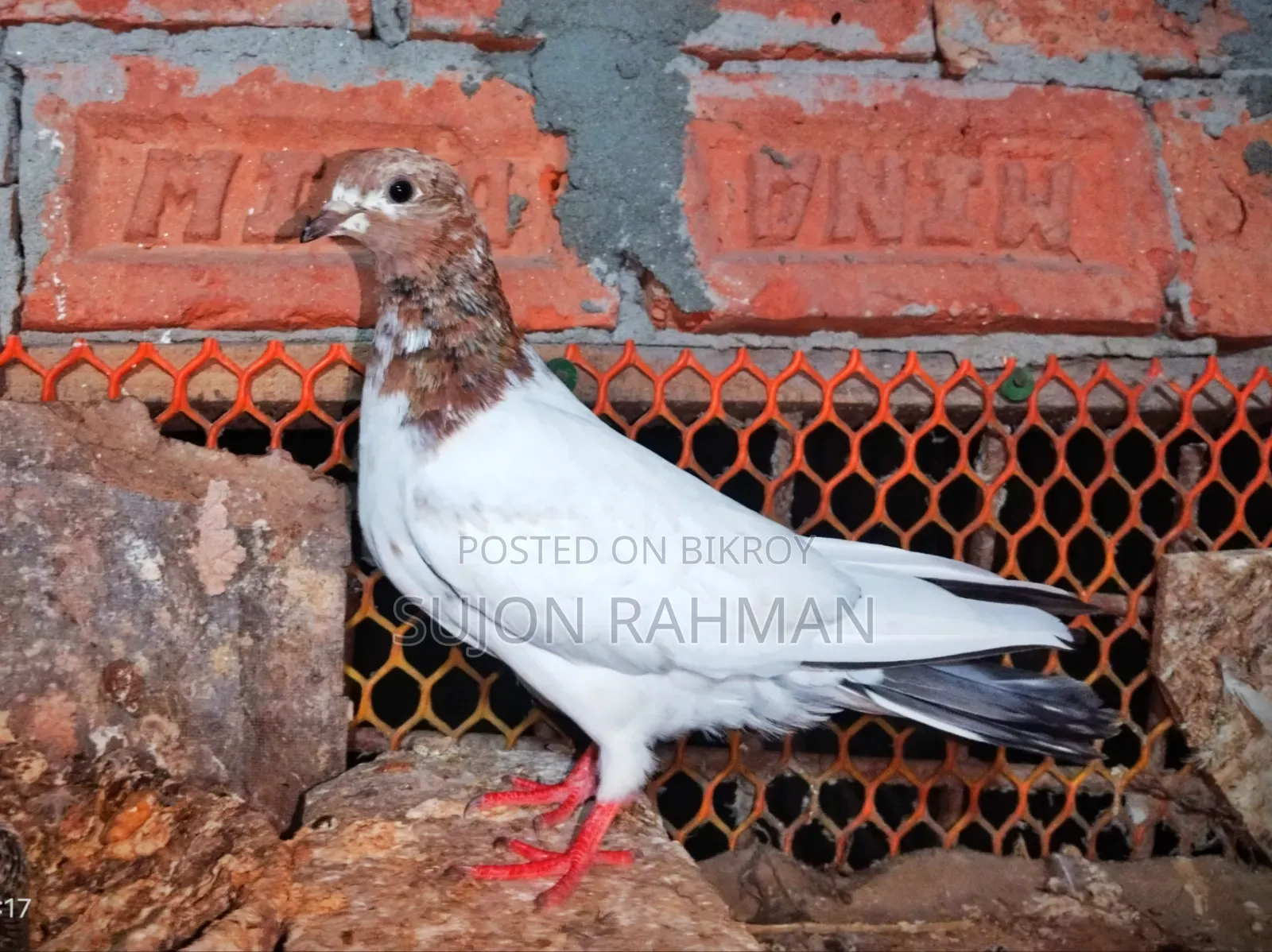 Pigeons for Sale