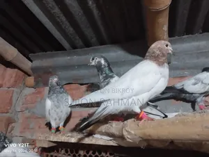Pigeons for Sale