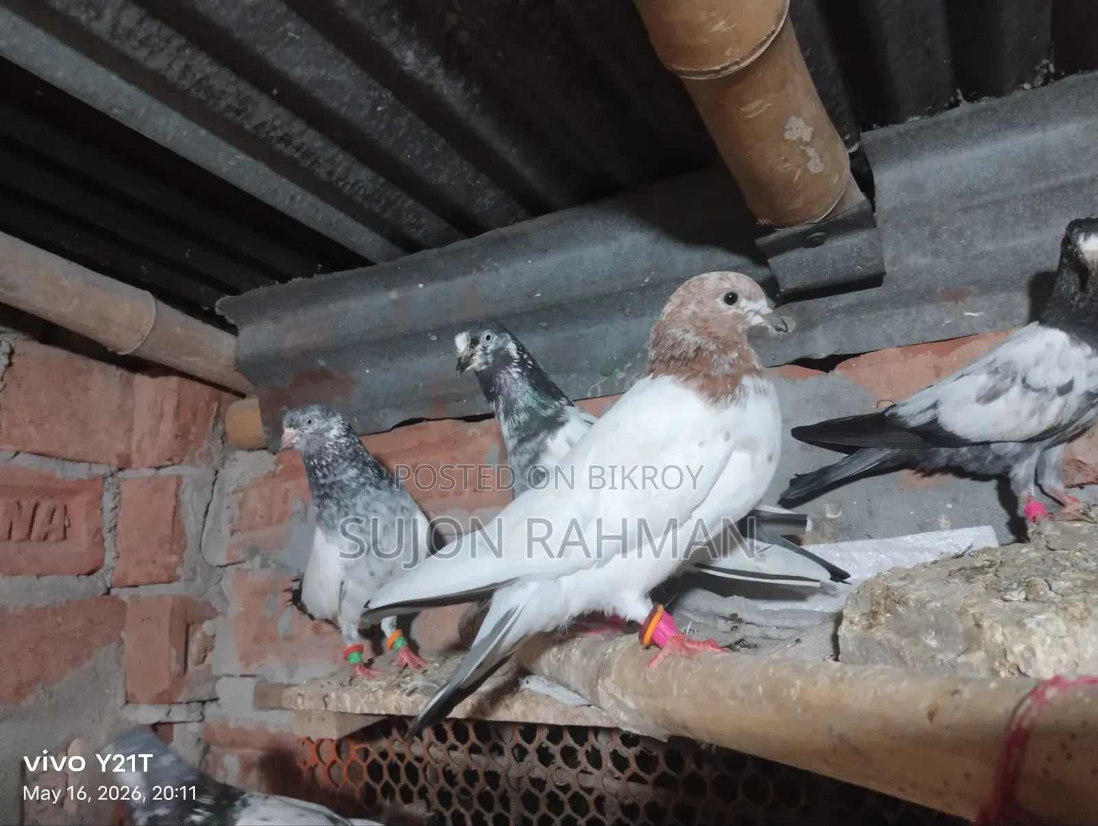 Pigeons for Sale