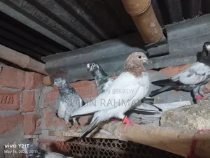 Pigeons for Sale