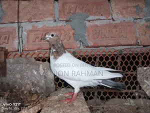 Pigeons for Sale