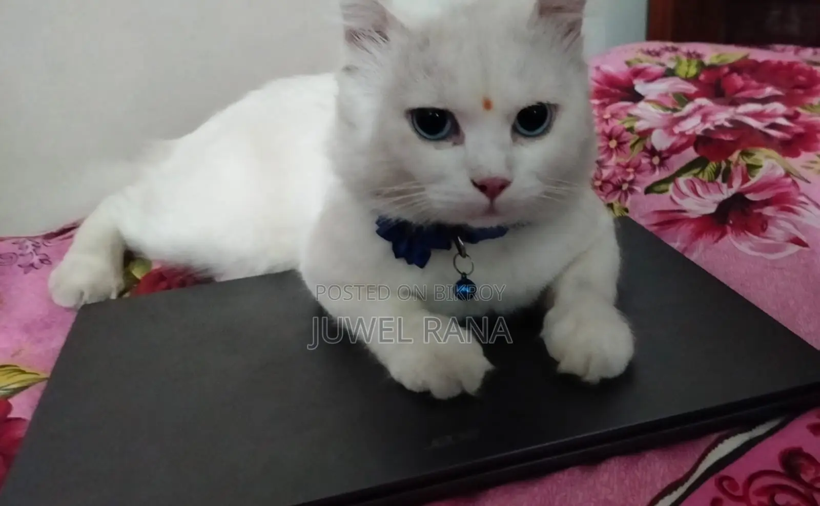 1+ Year Male Purebred Turkish Angora