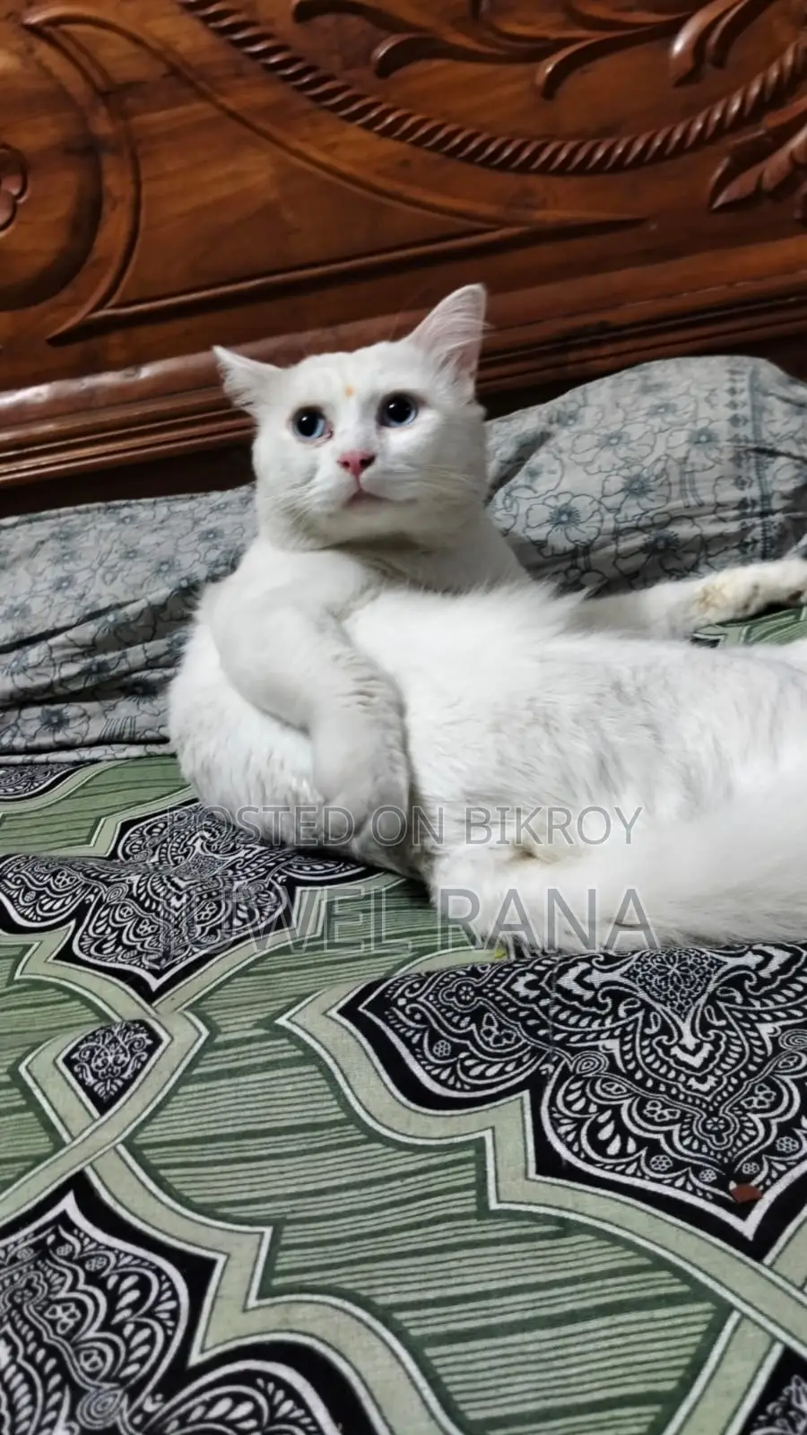 1+ Year Male Purebred Turkish Angora