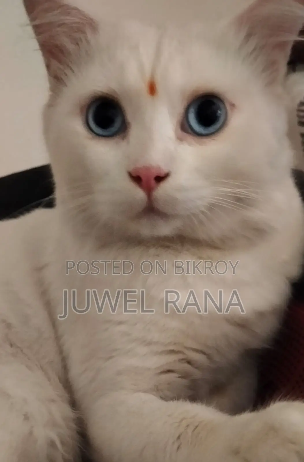 1+ Year Male Purebred Turkish Angora