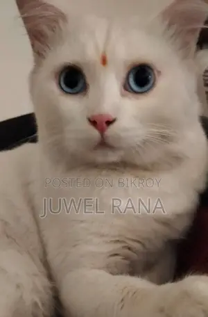 1+ Year Male Purebred Turkish Angora