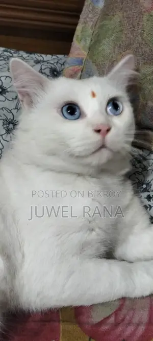 1+ Year Male Purebred Turkish Angora