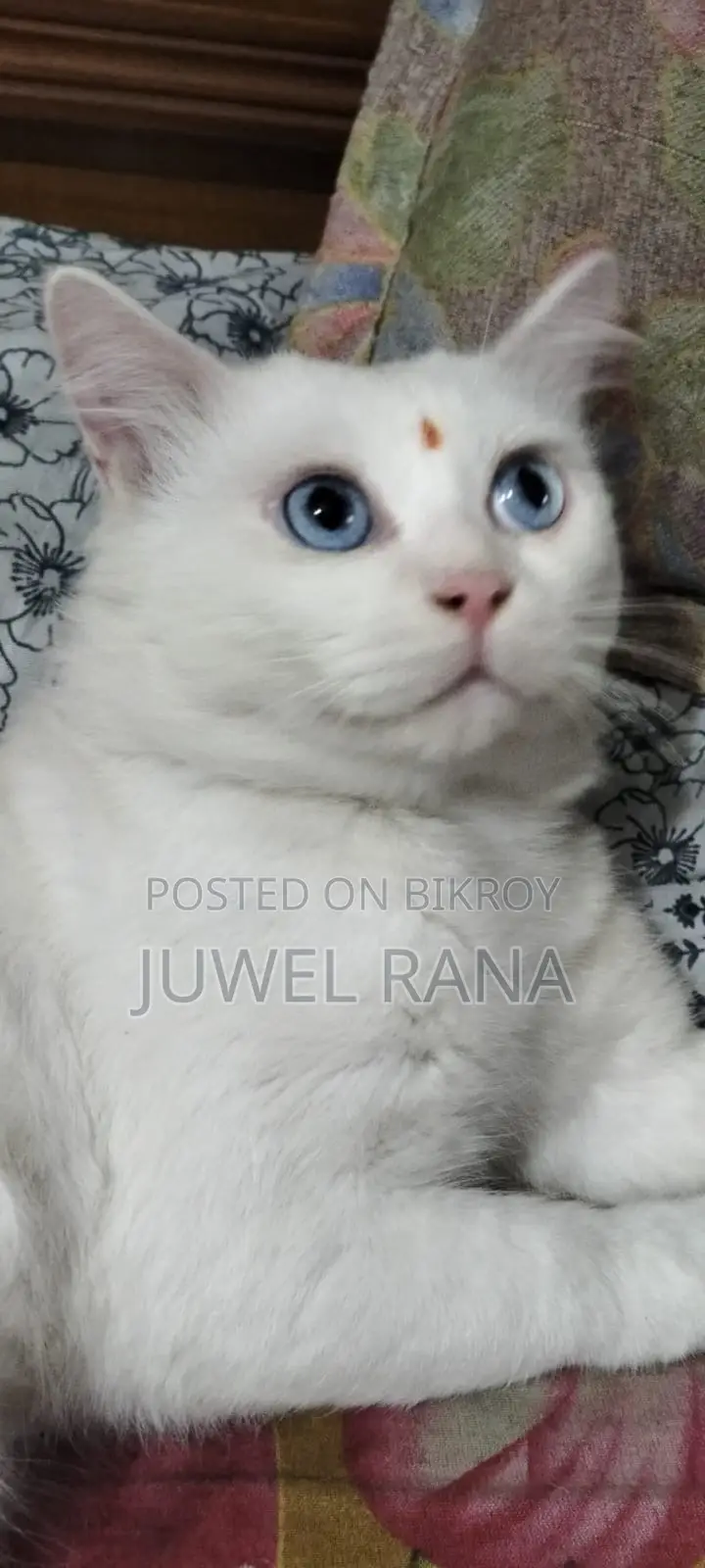 1+ Year Male Purebred Turkish Angora