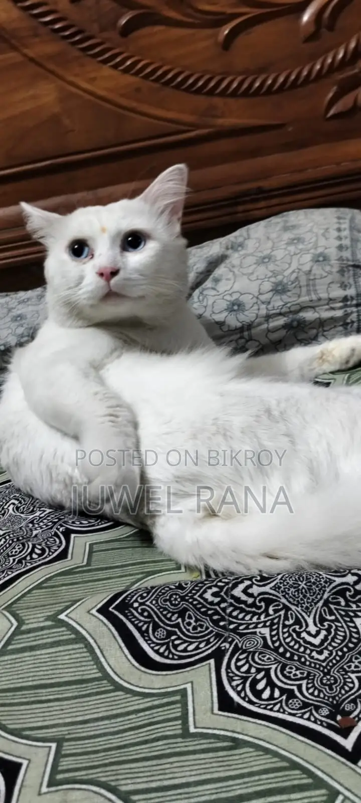1+ Year Male Purebred Turkish Angora